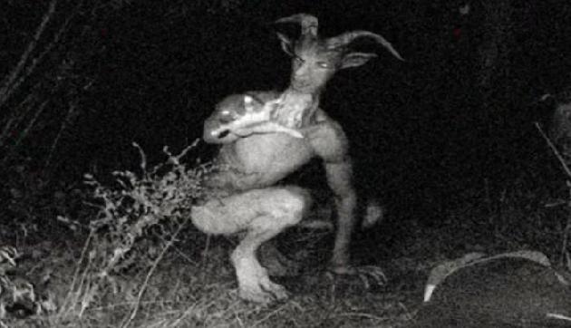 अश्लील हरकते करता है ये जानवर, फोटो हुई वायरल; जानिए क्या है सच्चाई