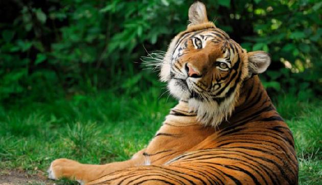 पटना से असम जाएगी भवानी बाघिन
पटना से असम जाएगी भवानी बाघिन