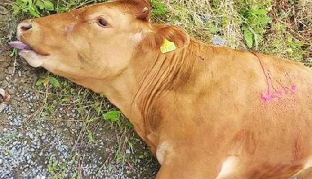 भाजपा के इस राज्य में नहीं हो रही गाय की रक्षा, एकसाथ 45 गायों की मौत भाजपा के इस राज्य में नहीं हो रही गाय की रक्षा, एकसाथ 45 गायों की मौत