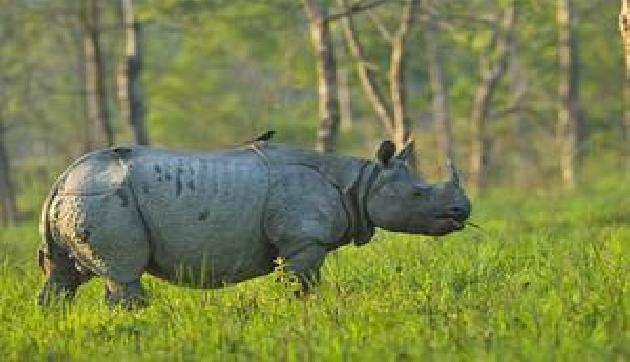 काजीरंगा में गैंडों की संख्या 2413, तीन साल में 12 बढ़े काजीरंगा में गैंडों की संख्या 2413, तीन साल में 12 बढ़े