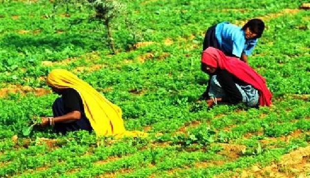देश का दूसरा जैविक कृषि राज्य बनने को तैयार बिहार, सिक्किम के साथ हुआ एग्रिमेंट देश का दूसरा जैविक कृषि राज्य बनने को तैयार बिहार, सिक्किम के साथ हुआ एग्रिमेंट