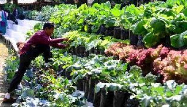 सिक्किम: विदेशी मेहमानों ने जाने जैविक खेती के गुर सिक्किम: विदेशी मेहमानों ने जाने जैविक खेती के गुर