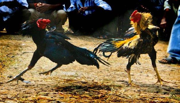 मुर्गे ने ले ली इस युवक की जान, देखने वालों के हो गए रोंगटे खड़े