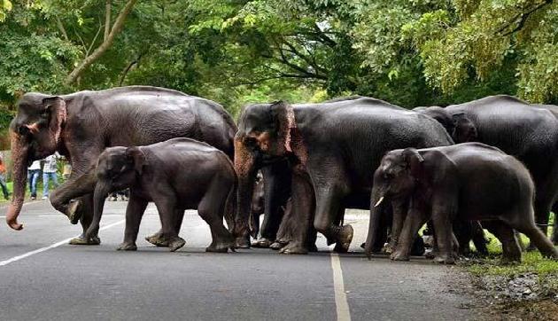 मधुमक्खियां बचा रही हैं हाथियों की जान, इस अनूठी पहल से लोग हैं हैरान मधुमक्खियां बचा रही हैं हाथियों की जान, इस अनूठी पहल से लोग हैं हैरान
