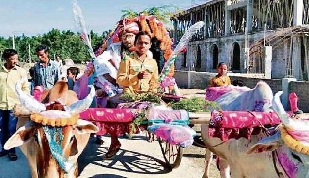 न घोड़ी पर न गाड़ी पर, ये दूल्हा बारात लेकर पहुंचा बैलगाड़ी पर