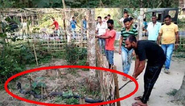 असम- किंग कोबरा से भिड़ने पहुंचे लोग...और फिर, देखें Viral वीडियो असम- किंग कोबरा से भिड़ने पहुंचे लोग...और फिर, देखें Viral वीडियो