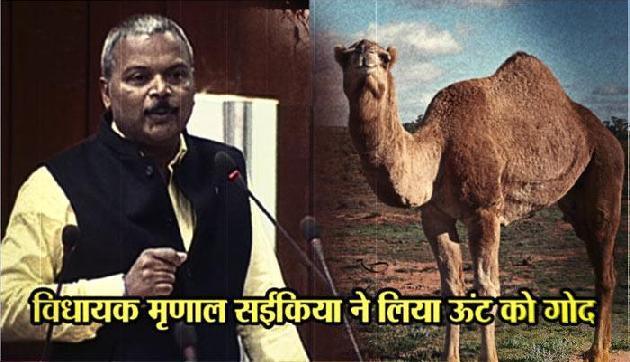 असम : 'रेगिस्तान के जहाज़' को गोद लेकर सुर्खियों में आए विधायक असम : 'रेगिस्तान के जहाज़' को गोद लेकर सुर्खियों में आए विधायक