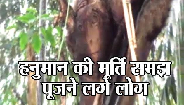 एक पेड़ में नजर आई आकृति, हनुमान की मूर्ति समझ पूजने लगे लोग एक पेड़ में नजर आई आकृति, हनुमान की मूर्ति समझ पूजने लगे लोग