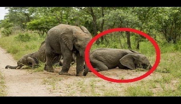 नशे में टल्ली होकर झूम रहे हैं जानवर,वीडियो हुआ वायरल नशे में टल्ली होकर झूम रहे हैं जानवर,वीडियो हुआ वायरल