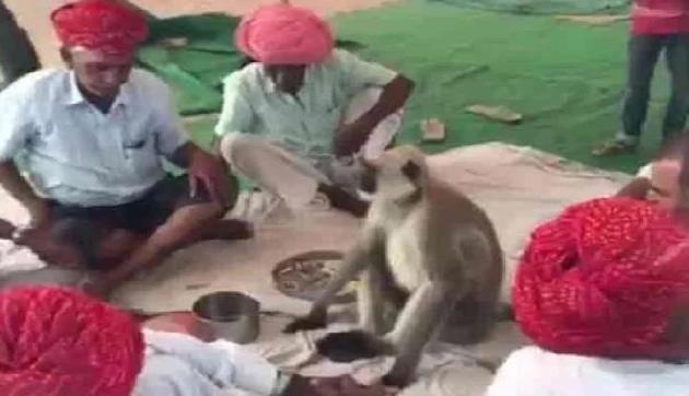 नशे का एडिक्ट है यह बंदर, जमकर खाता है अफीम, Viral हुर्इ तस्वीरें नशे का एडिक्ट है यह बंदर, जमकर खाता है अफीम, Viral हुर्इ तस्वीरें