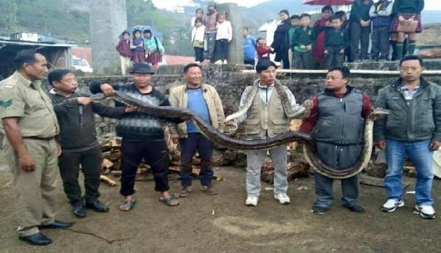 नागालैंड वालों ने पेश की मानवता की मिसाल, वन विभाग को सौंपा अजगर आैर उसका बच्चा नागालैंड वालों ने पेश की मानवता की मिसाल, वन विभाग को सौंपा अजगर आैर उसका बच्चा
