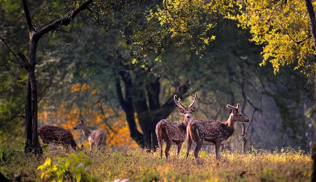 वाइल्डलाइफ के दिवानों के लिए बेस्ट है त्रिपुरा, जानें क्या है खास वाइल्डलाइफ के दिवानों के लिए बेस्ट है त्रिपुरा, जानें क्या है खास
