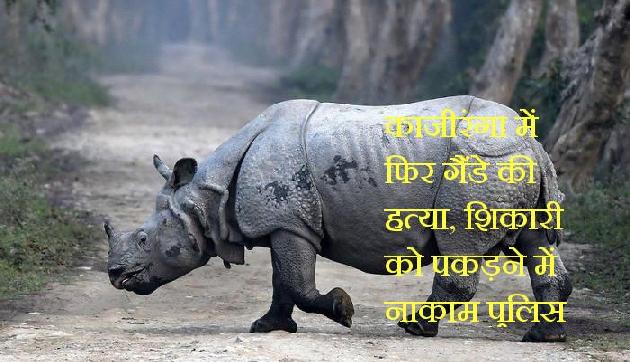 गैंडे की हत्या कर सींग ले उड़े शिकारी गैंडे की हत्या कर सींग ले उड़े शिकारी