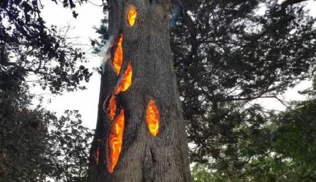 इस पेड़ को काटते ही निकलती है आग, वैज्ञानिकों ने को भी उड़े होश