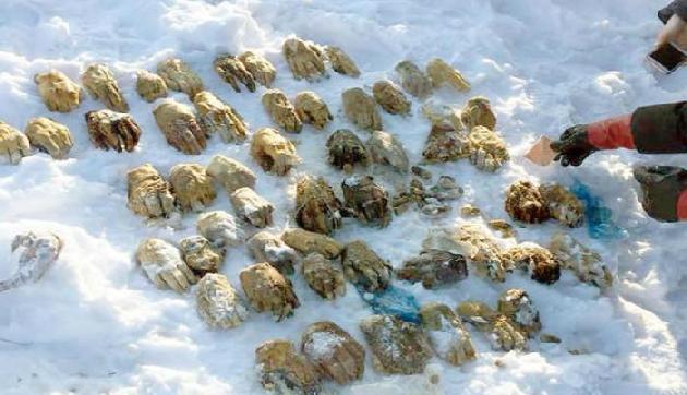 OMG: लावारिस बैग से मिले 54 कटे हुए हाथ, उड़े होश OMG: लावारिस बैग से मिले 54 कटे हुए हाथ, उड़े होश