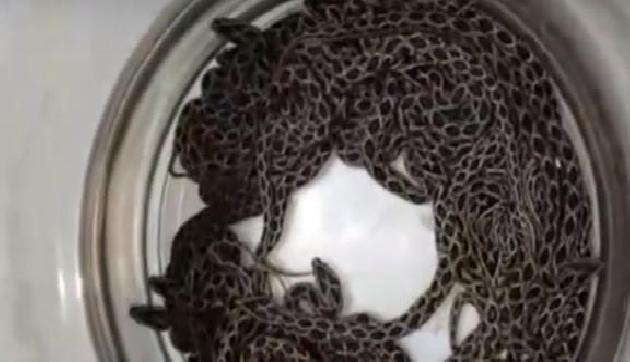 जहरीले सांप ने दिया एक साथ 36 बच्चों को जन्म, लोगों के उड़ गए होश जहरीले सांप ने दिया एक साथ 36 बच्चों को जन्म, लोगों के उड़ गए होश