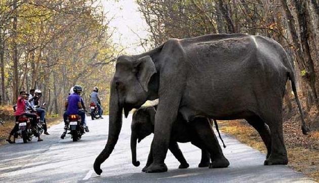 हाथियों के पैरों के बीच आ गिरी 4 साल की बच्ची, फिर जो हुआ जानकर उड़ जाएंगे होश हाथियों के पैरों के बीच आ गिरी 4 साल की बच्ची, फिर जो हुआ जानकर उड़ जाएंगे होश