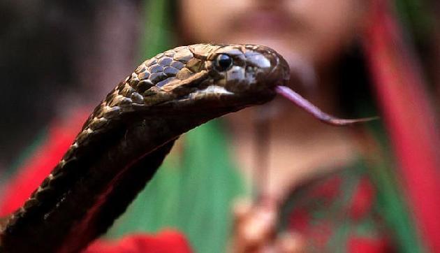 यहां हर घर में परिवार के सदस्य की तरह रहते हैं खतरनाक सांप
यहां हर घर में परिवार के सदस्य की तरह रहते हैं खतरनाक सांप