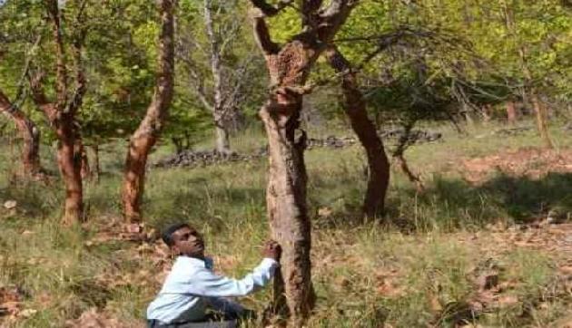 आखिर पेड़ों पर क्यों बनाई जाती हैं सफेद और लाल रंग की पट्टियां? इसके पीछे हैं कई वैज्ञानिक कारण आखिर पेड़ों पर क्यों बनाई जाती हैं सफेद और लाल रंग की पट्टियां? इसके पीछे हैं कई वैज्ञानिक कारण
