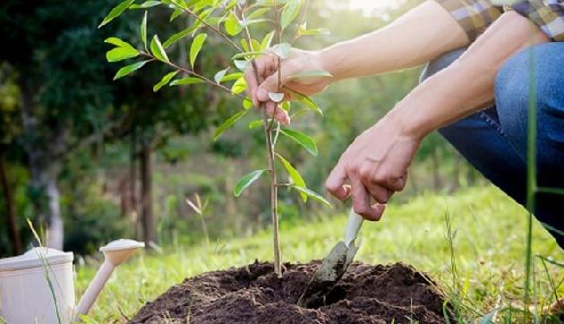 पति की मौत के बाद उसकी याद में पत्नी ने लगाए 73,000 पौधे, सच्चाई जानकर उड़ जाएंगे होश पति की मौत के बाद उसकी याद में पत्नी ने लगाए 73,000 पौधे, सच्चाई जानकर उड़ जाएंगे होश