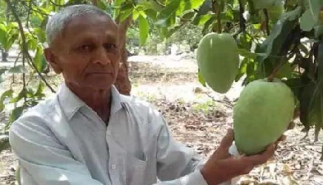 ये है 'आमों की मलिका', एक आम की कीमत 12 सौ रुपए ये है 'आमों की मलिका', एक आम की कीमत 12 सौ रुपए