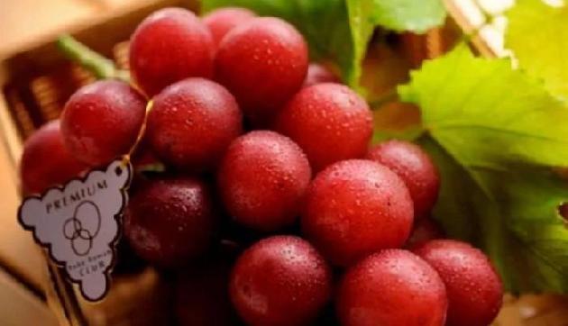 ये है अमीरों का अंगूर, कीमत सुनकर यकीन करना है मुश्किल ये है अमीरों का अंगूर, कीमत सुनकर यकीन करना है मुश्किल