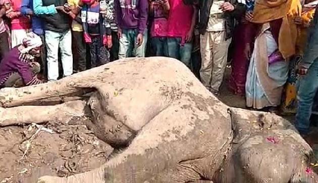 किराए पर लाए हाथी को पका कर खाए गए यहां के लोग किराए पर लाए हाथी को पका कर खाए गए यहां के लोग