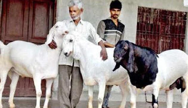 22 लाख में बेचा तीन बकरा, जानिए क्या है विशेषता 22 लाख में बेचा तीन बकरा, जानिए क्या है विशेषता