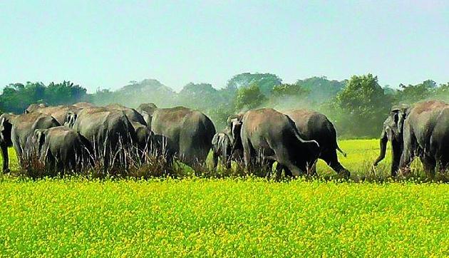 किसानों ने पेश की ऐतिहासिक मिसाल! हाथियों का चारा उगाने के लिए दान कर दी जमीन किसानों ने पेश की ऐतिहासिक मिसाल! हाथियों का चारा उगाने के लिए दान कर दी जमीन