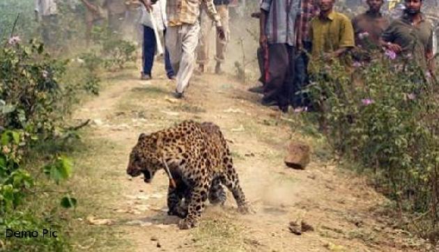 शहर में घुसकर तेंदुए ने मचाया आतंक, व्यक्ति पर हमला कर किया घायल शहर में घुसकर तेंदुए ने मचाया आतंक, व्यक्ति पर हमला कर किया घायल