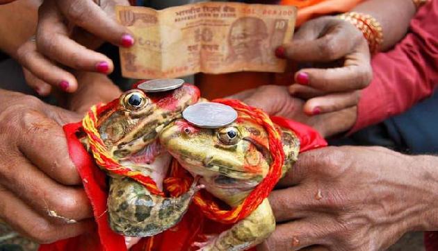 बाढ़ के बावजूद और बारिश चाह रहे यहां के लोग, धूमधाम से कराई मेंढक की शादी बाढ़ के बावजूद और बारिश चाह रहे यहां के लोग, धूमधाम से कराई मेंढक की शादी
