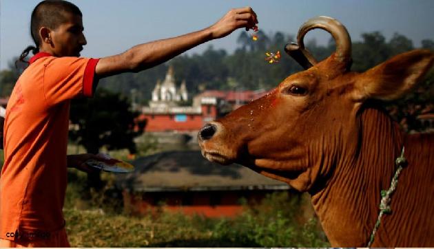 इस गाय के दूध से दूर हो रही हैं कैंसर जैसी बिमारियां, 5 लाख तक देने को तैयार लोग इस गाय के दूध से दूर हो रही हैं कैंसर जैसी बिमारियां, 5 लाख तक देने को तैयार लोग