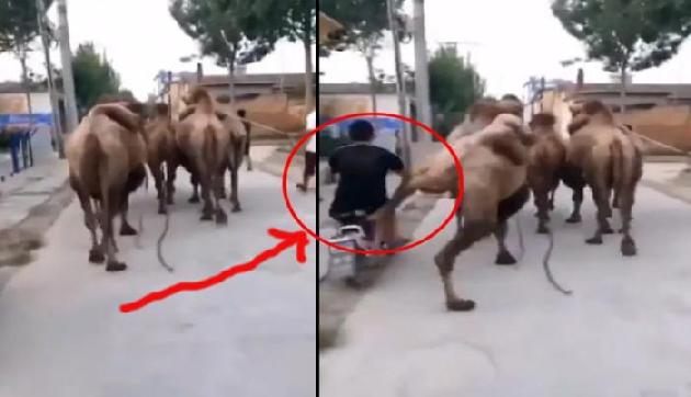 गलत साइड से ओवरटेक कर रहे बाइक सवार को ऊंट ने सीखाया सबक, देखें वीडियो गलत साइड से ओवरटेक कर रहे बाइक सवार को ऊंट ने सीखाया सबक, देखें वीडियो