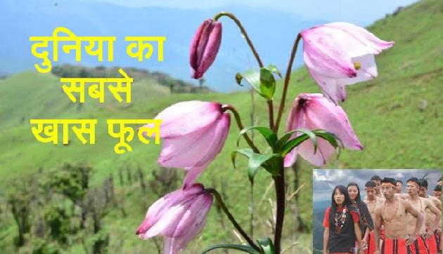 भारत के इस फूल के दिवाने हैं लोग, पूरी दुनिया से देखने आते हैं लोग भारत के इस फूल के दिवाने हैं लोग, पूरी दुनिया से देखने आते हैं लोग