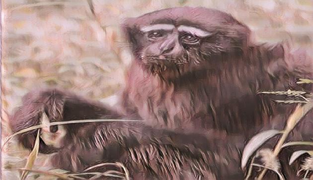 Zoo के इस Hero की हो गई है मौत, इन राज्यों को सता रहा इस प्रजाति के खत्म होने का डर Zoo के इस Hero की हो गई है मौत, इन राज्यों को सता रहा इस प्रजाति के खत्म होने का डर