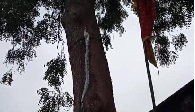 यहां नीम के पेड़ से निकल रहा मीठा दूध, गांव वाले कर रहे ऐसा काम, जानकर नहीं होगा विश्वास यहां नीम के पेड़ से निकल रहा मीठा दूध, गांव वाले कर रहे ऐसा काम, जानकर नहीं होगा विश्वास