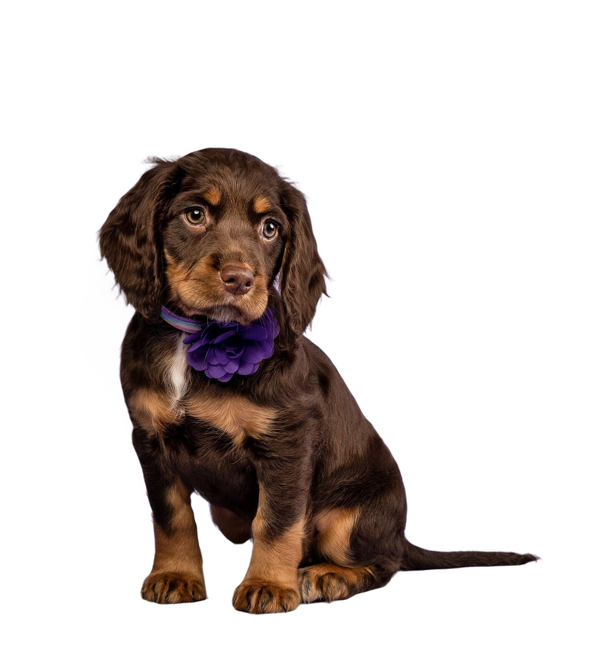 Puppy 2nd Vaccine ( DHPPiL 9 in 1)