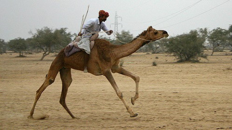 Bikaner Camel Festival