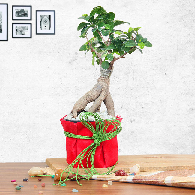  Bonsai plant