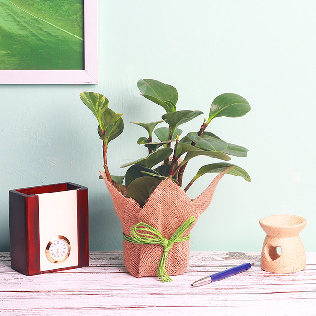  Peperomia Plant in a Vase 