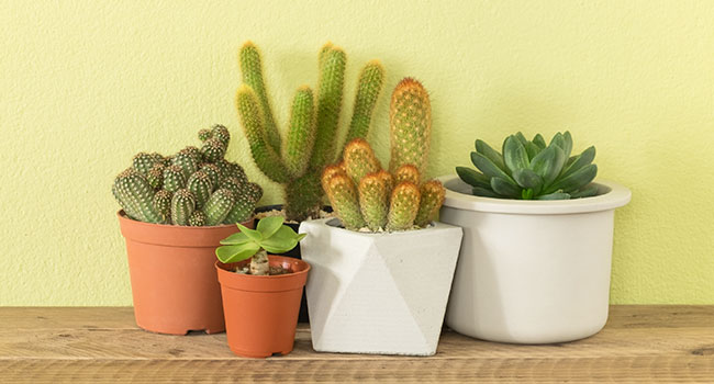 Plants Absorb Dangerous Toxins Plants Absorb Dangerous Toxins