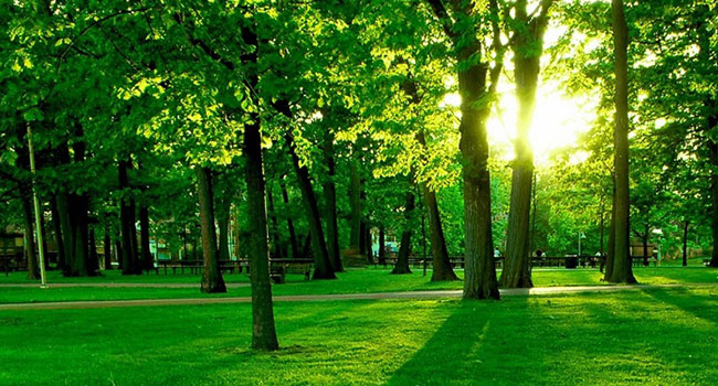 Plants Improve The Air Quality Plants Improve The Air Quality