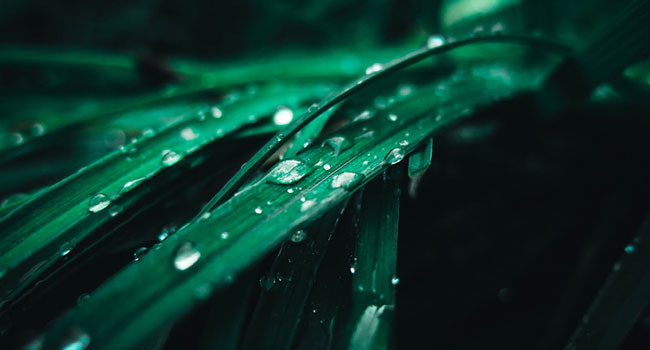 Plants Increase The Humidity Plants Increase The Humidity