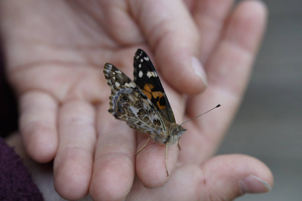 FF Daily #236: The hunt for knowledge