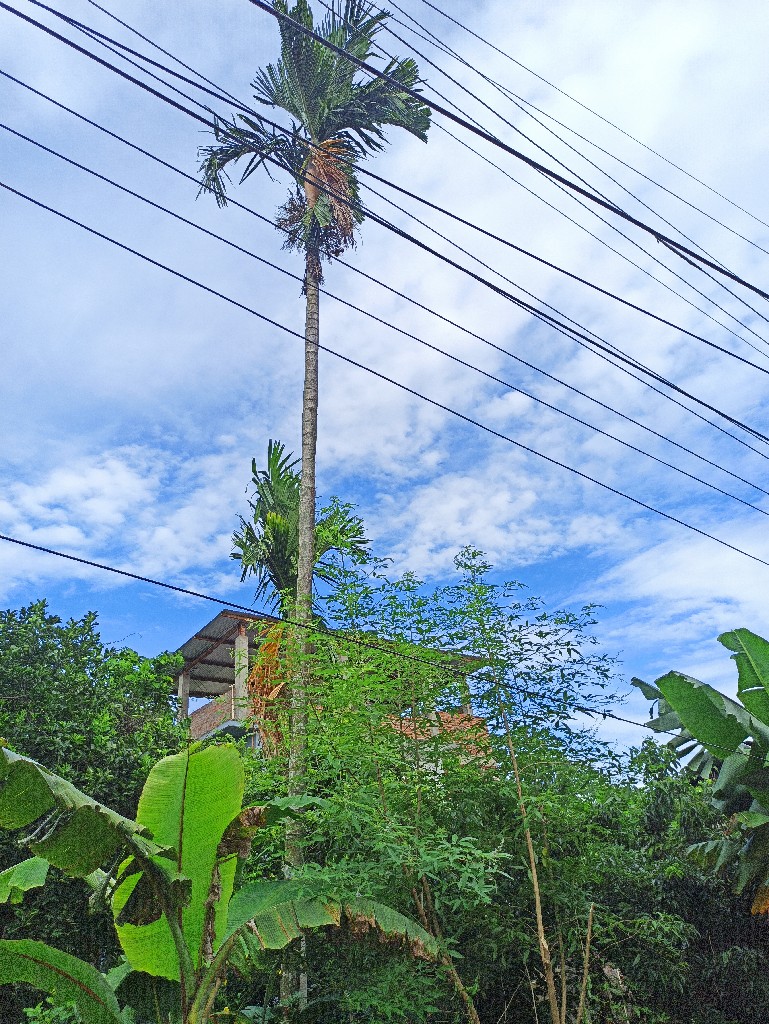Story Image
