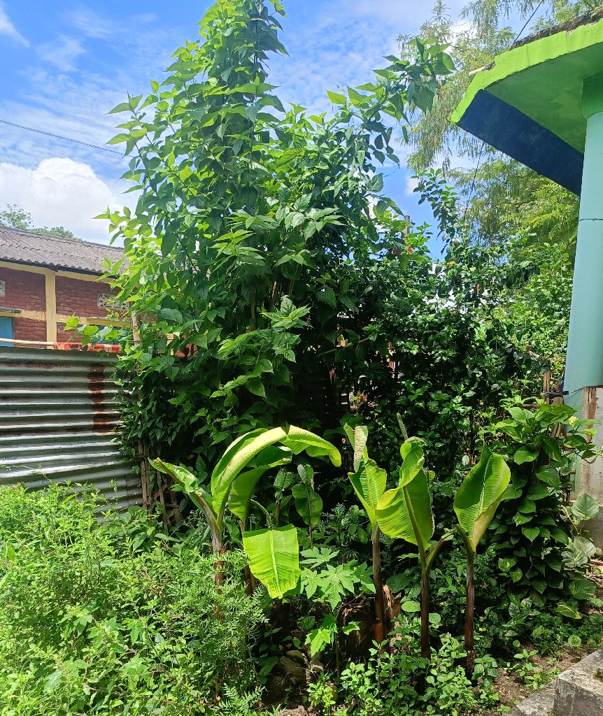 Story Image