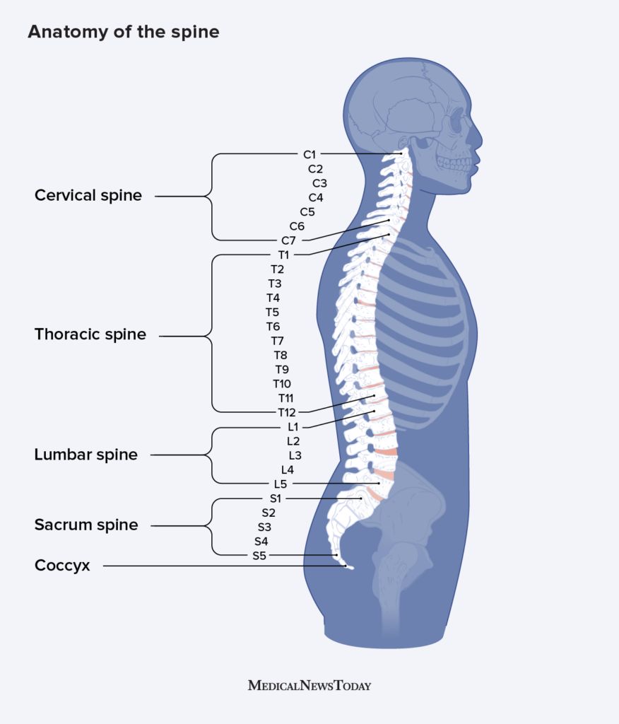 SPINE MEDICAL -SM Logo