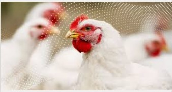 INDIA INTERNATIONAL POULTRY TECH EXPO - Gurgaon 2026 - Trade Fair & Exhibition | Global Trade Fairs