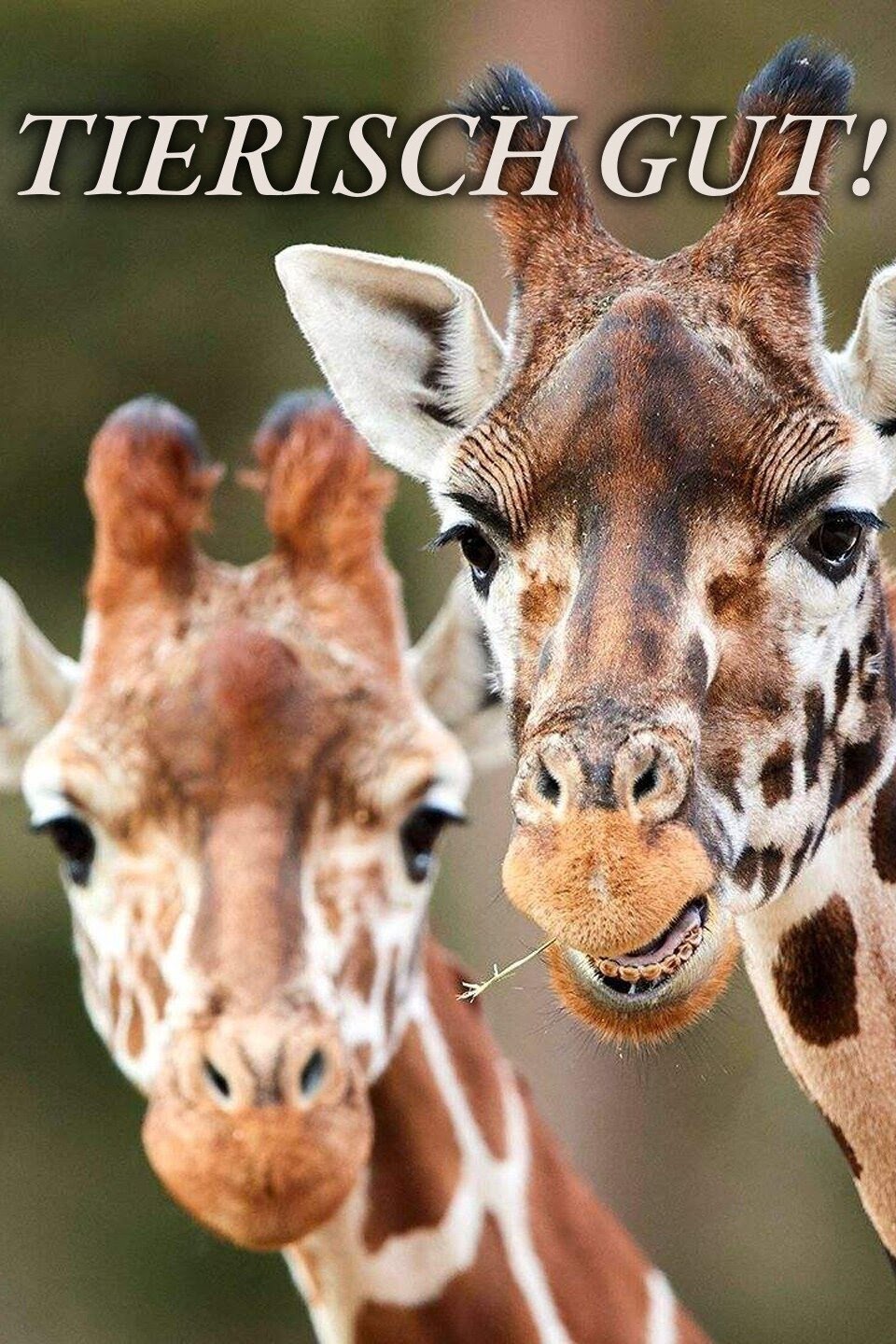 TIERisch gut
