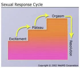 Your Guide to the Sexual Response Cycle